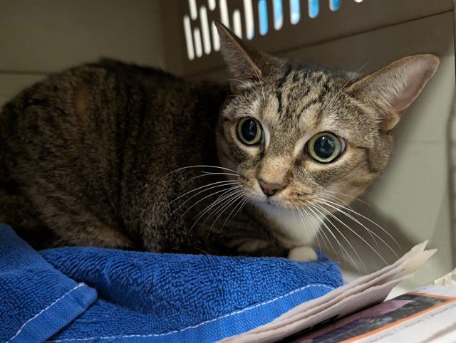 JENNY - Domestic Short Hair available for adoption