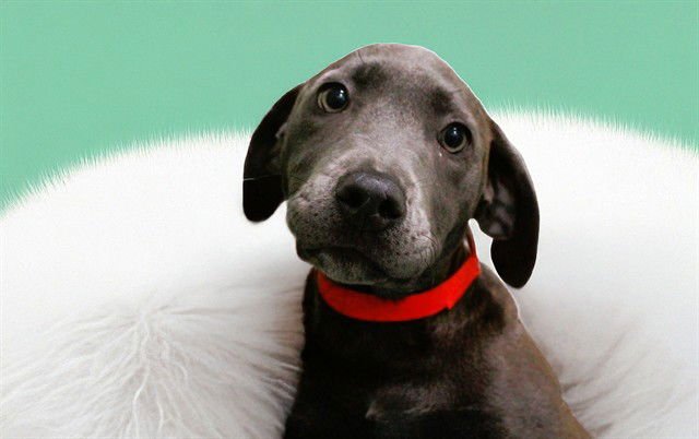 TITA - Labrador Retriever available for adoption