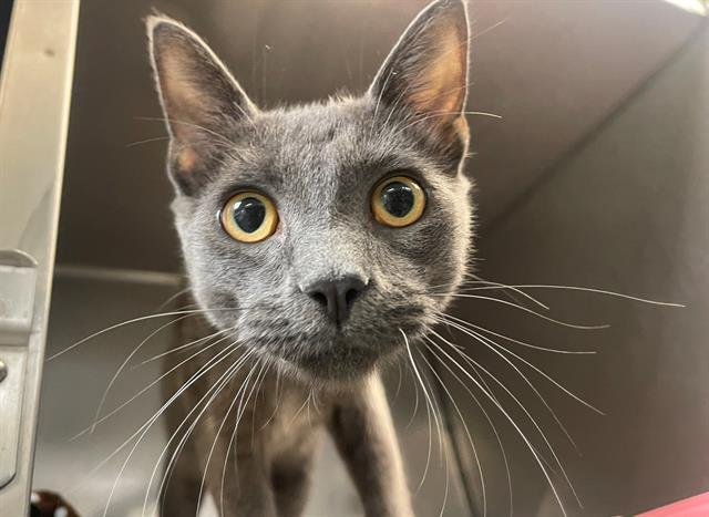 SMOKEY - Domestic Short Hair available for adoption