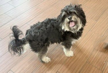 STRAY NOT AVAILABLE - Havanese / Cocker Spaniel available for adoption
