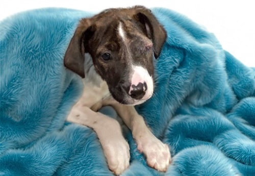 HUGO - Labrador Retriever available for adoption