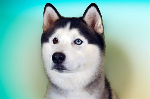 BLUE - Siberian Husky available for adoption