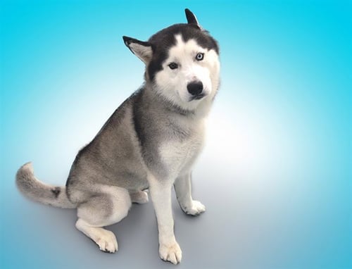 BLUE - Siberian Husky available for adoption