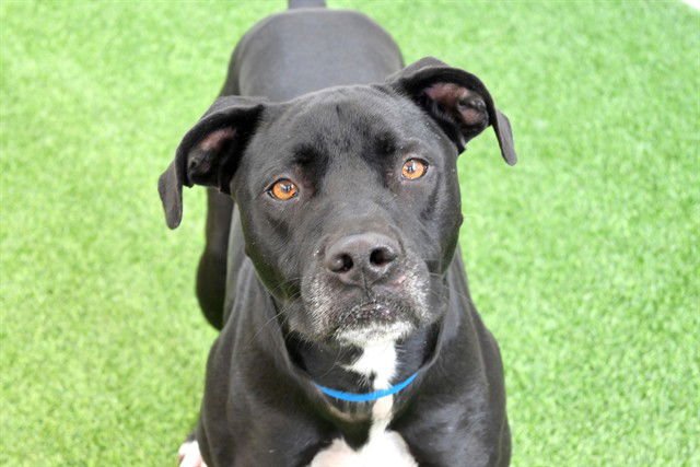 BORIS - Labrador Retriever available for adoption