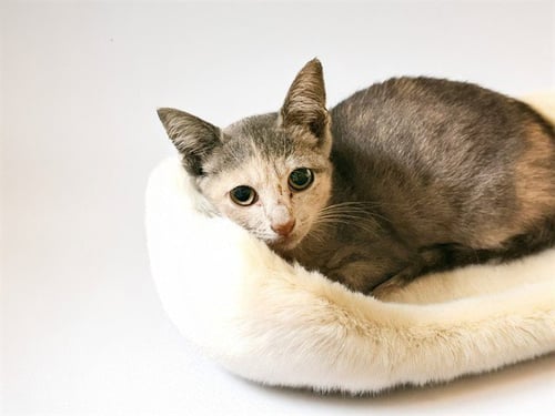 BELLE - Domestic Short Hair available for adoption