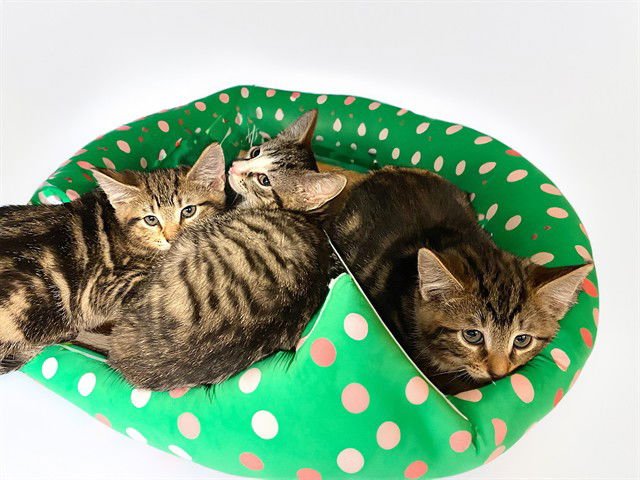 CINDERELLA - Domestic Short Hair available for adoption