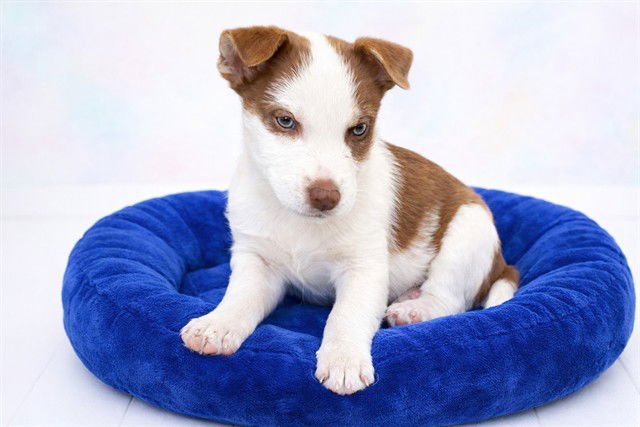 THUNDER - Siberian Husky / American Staffordshire Terrier available for adoption