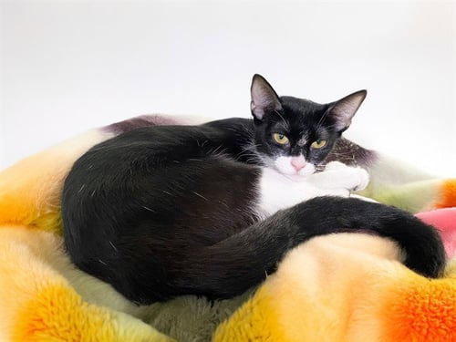AURORA - Domestic Short Hair available for adoption