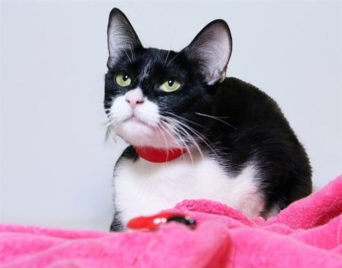 AURORA - Domestic Short Hair available for adoption