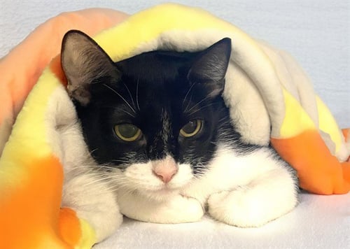AURORA - Domestic Short Hair available for adoption