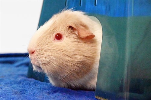 BUBBLES - Guinea Pig available for adoption