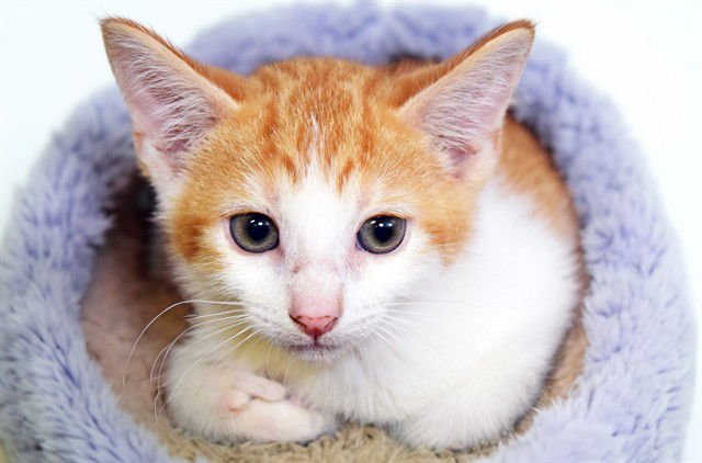 MONKEY - Domestic Short Hair available for adoption