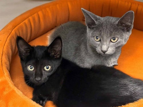 BOO - Domestic Short Hair available for adoption