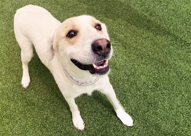 PRISCILLA - Golden Retriever available for adoption