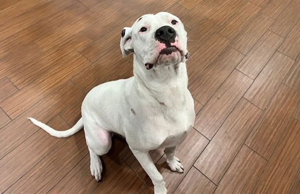 MALUMA - Dogo Argentino available for adoption