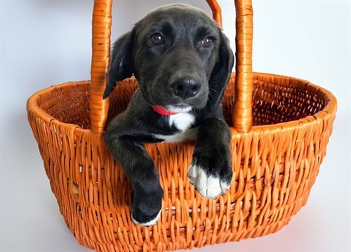 BETH - Weimaraner available for adoption