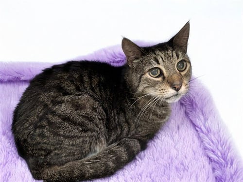 STRAY NOT AVAILABLE - Domestic Short Hair available for adoption