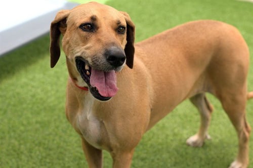 CASEY - Rhodesian Ridgeback available for adoption