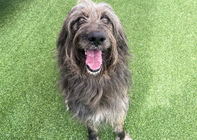 TROY - Irish Wolfhound available for adoption