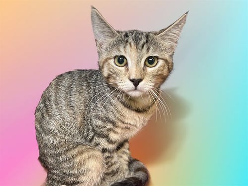 JAN - Domestic Short Hair for adoption in Davie