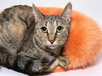 LOLA - Photo 1