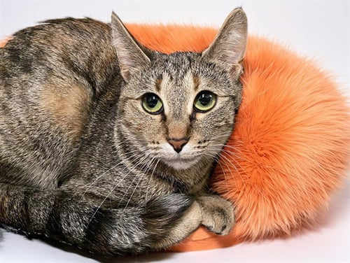 LOLA - Domestic Short Hair for adoption in Hollywood