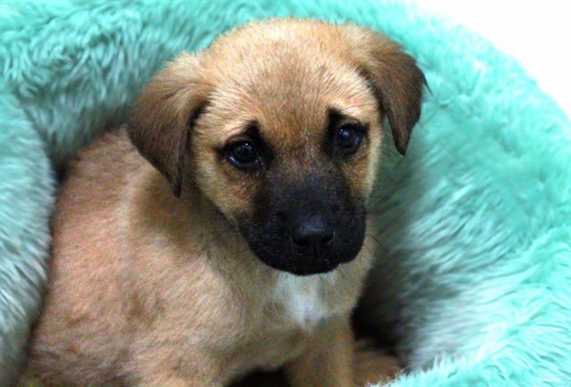 BESS - Black Mouth Cur available for adoption