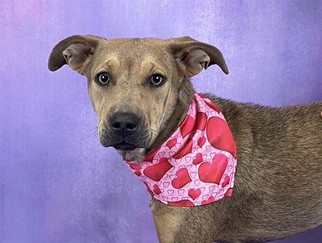 KIRA - Chinese Shar-Pei available for adoption