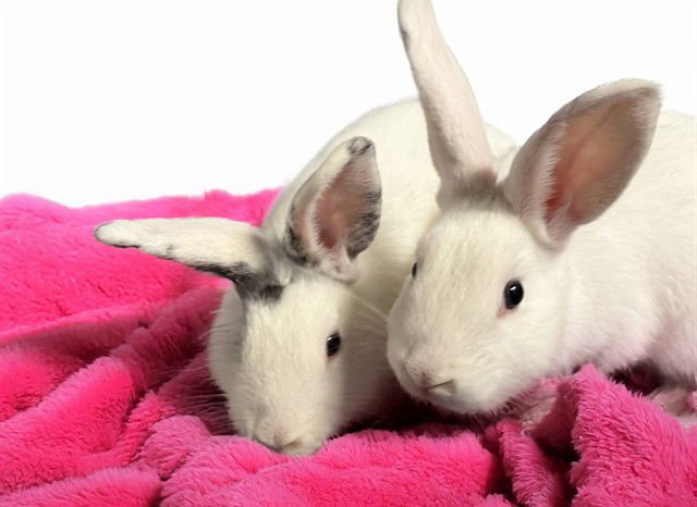 STRAWBERRY - Shorthaired Rabbit available for adoption