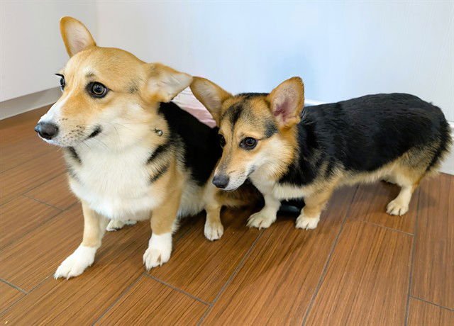 JULIET - Pembroke Welsh Corgi available for adoption