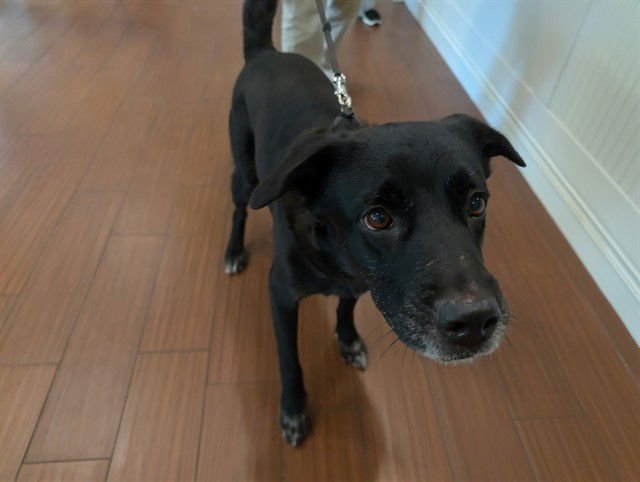 PENNY - Curly-Coated Retriever available for adoption