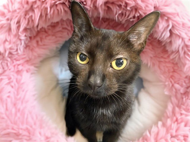 ROXY - Domestic Short Hair available for adoption