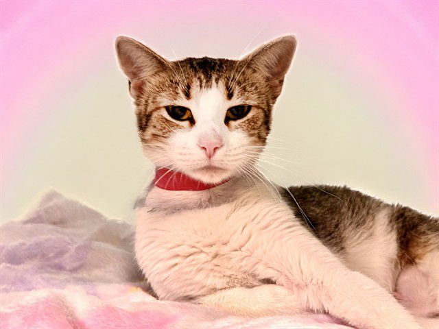 MILLIE - Domestic Short Hair available for adoption