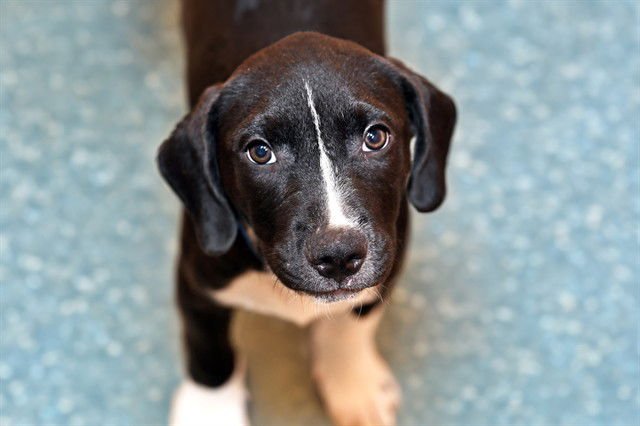 SULLY - Labrador Retriever for adoption in Hollywood