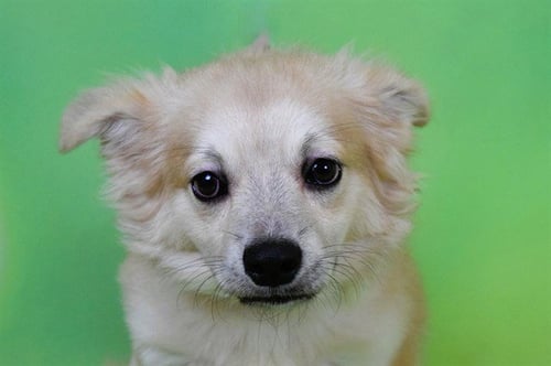 JAMIAN - Cardigan Welsh Corgi available for adoption