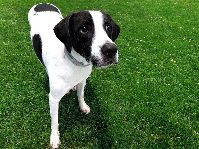 BAILEY Image