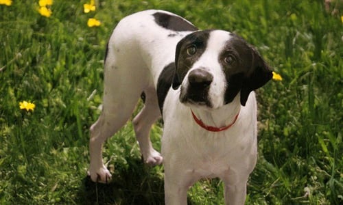 BAILEY - Pointer available for adoption