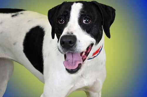 BAILEY - Pointer available for adoption