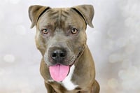 ROSCOE - Photo 1