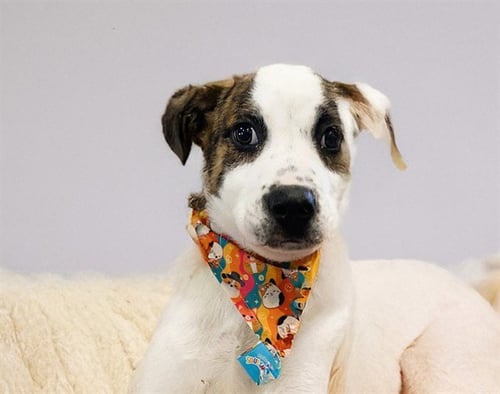 HOPPER - Labrador Retriever available for adoption