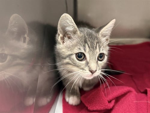 GEORGINA - Domestic Short Hair available for adoption