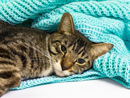CRUNCHY GORDITA - Domestic Short Hair available for adoption