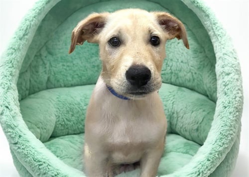 BUZZ - Labrador Retriever available for adoption