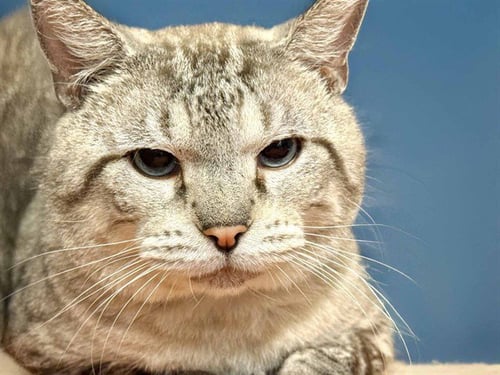 MR. T - Domestic Short Hair available for adoption