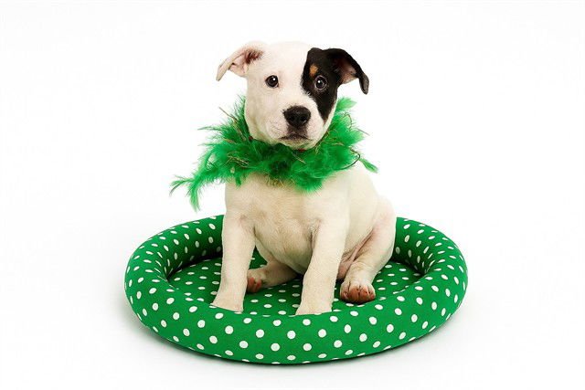 GISELLE - American Bulldog available for adoption