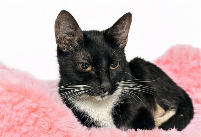 MADELINE - Domestic Short Hair available for adoption