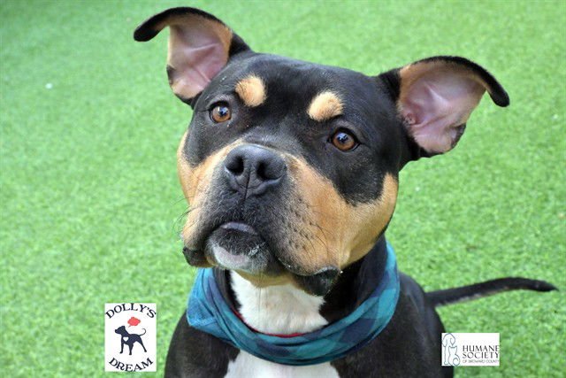 SALLY - American Staffordshire Terrier available for adoption