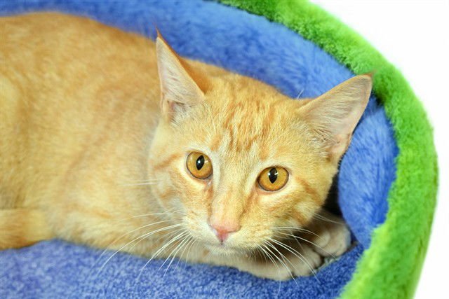 STEAK - Domestic Short Hair available for adoption