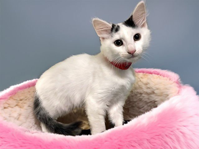 SKITTLES - Domestic Short Hair available for adoption