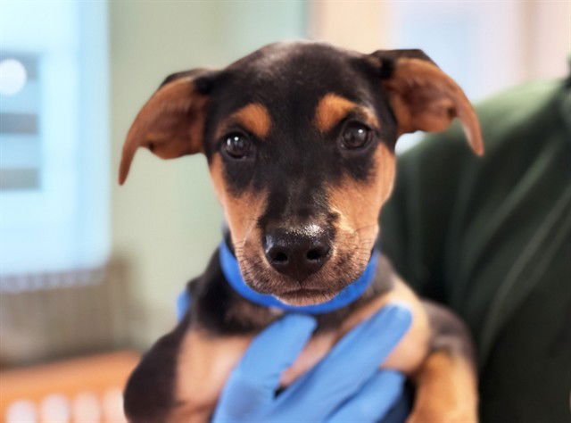 AJAX - Labrador Retriever available for adoption